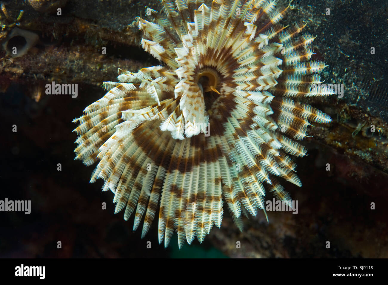 Feather Star Featherstar Comanthus sp Gorgonien Peitschenkorallen Riff Malapascua unter Wasser Meer MALAPASCUA Inseln Unterwasser wild Stockfoto