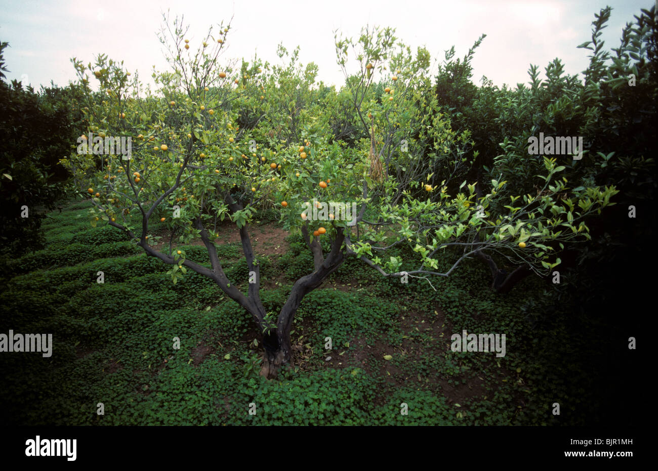 Schwache & sterbenden Clementine Baum mit basalen Fäulnis (Phytophthora Citrophthora), Spanien Stockfoto