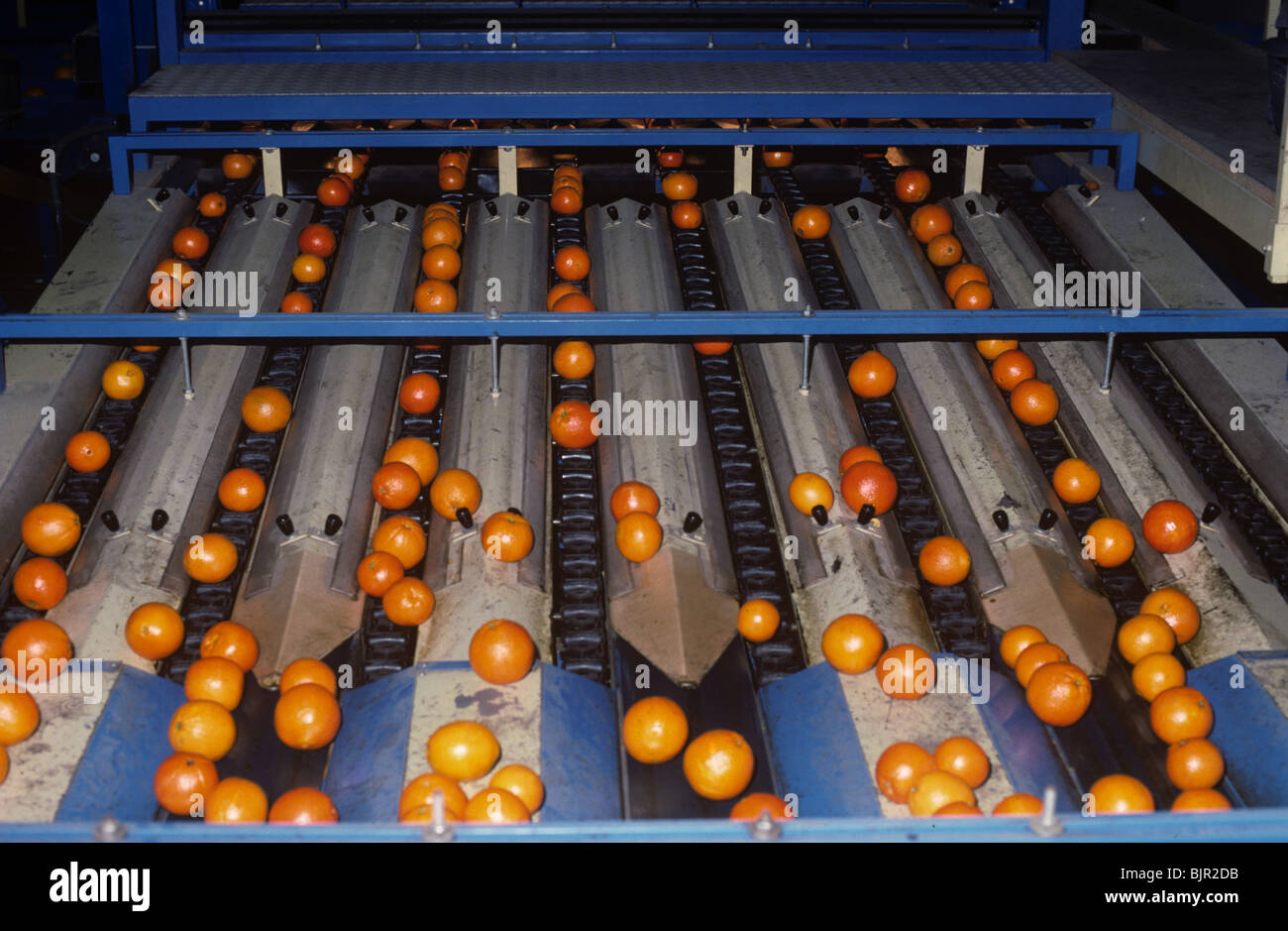 Orangen werden gewaschen, sortiert und gestaffelt nach der Ernte in einer Verpackung-Haus in der Nähe von Valencia, Spanien Stockfoto