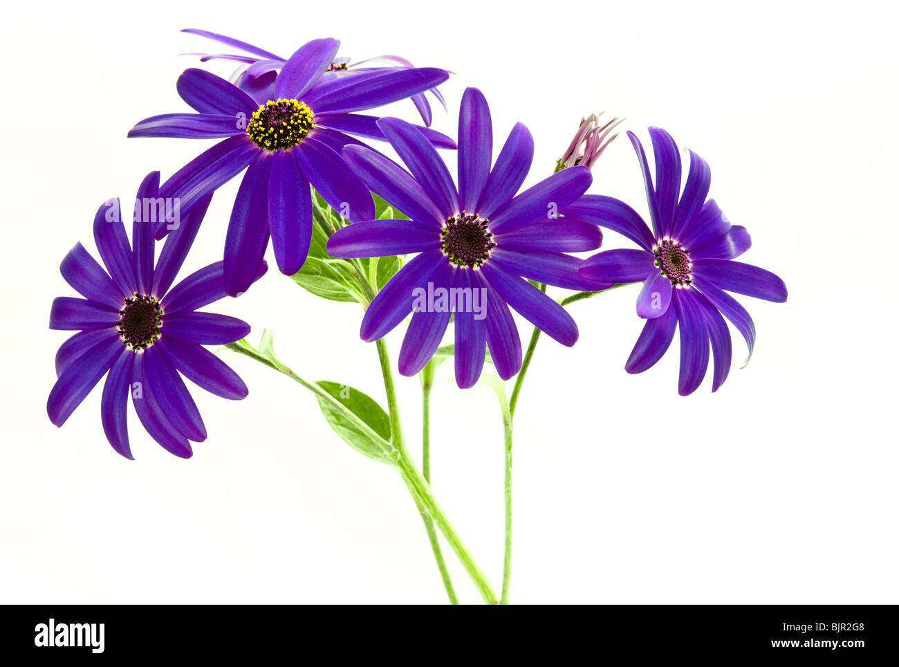 Deep Blue Senetti Blumen var.sunsenedibu Pericallis Hybriden gegen ein weißer Hintergrund Stockfoto