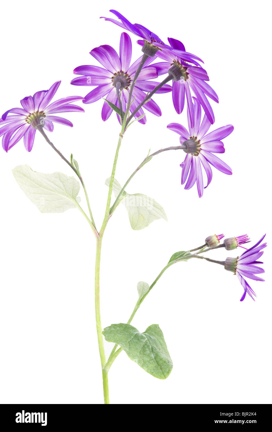 Die Unterseite des einen tiefen blauen Senetti Blume (var.sunsenedibu Pericallis Hybriden) gegen ein weißer Hintergrund Stockfoto