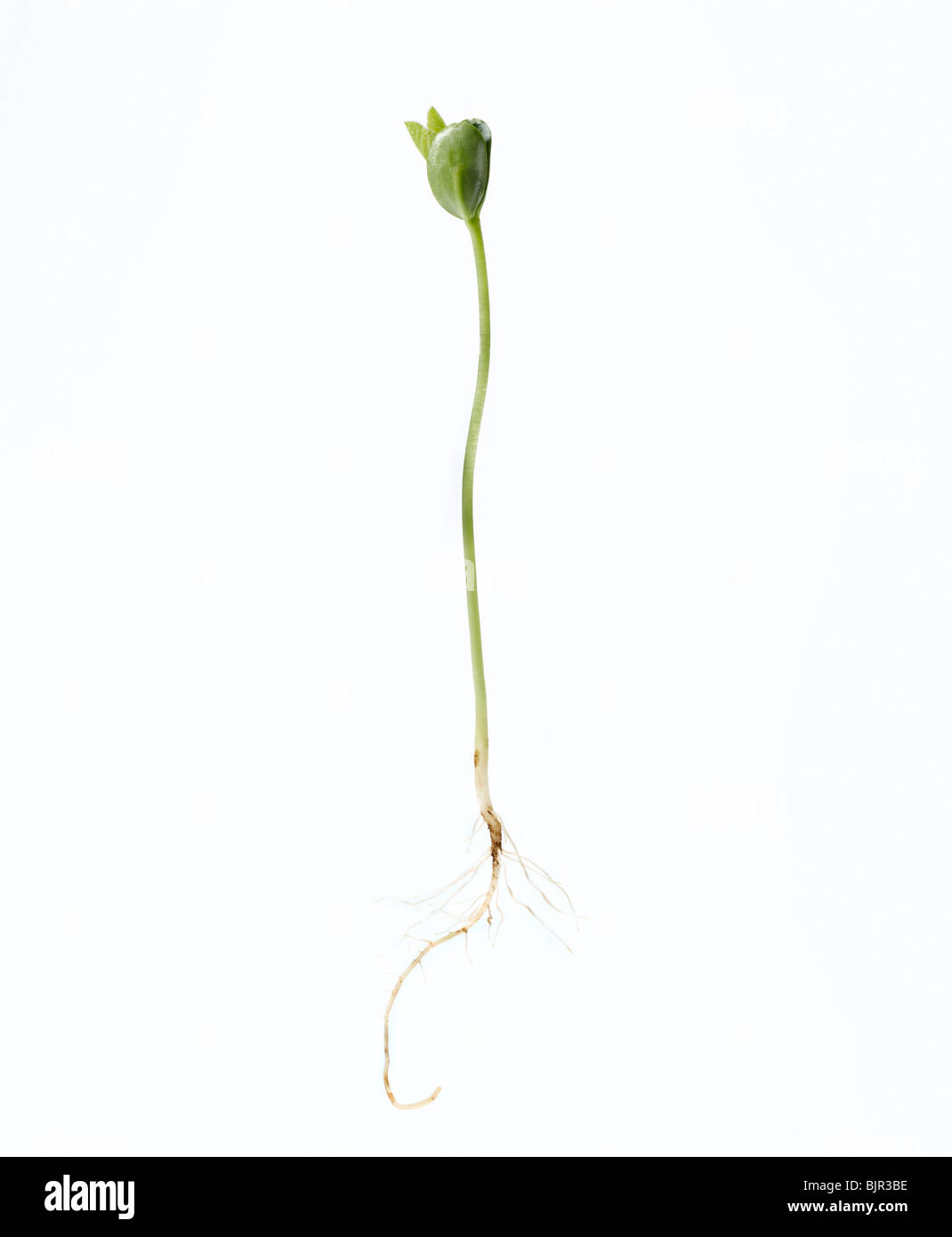 Soja Bohnen Keimen mit Baby Blätter und Wurzel ausgeschnitten auf weißem Hintergrund Stockfoto