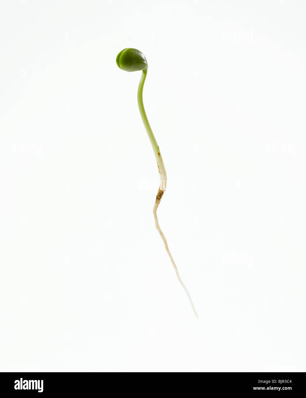 Soja Bohnen Keimen mit Baby Blätter und Wurzel ausgeschnitten auf weißem Hintergrund Stockfoto