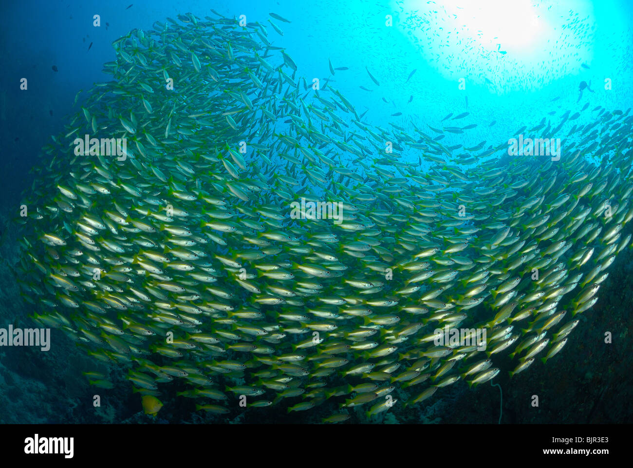 Schule der Gold gesäumten Dorade Fische in den Similan Inseln Stockfoto