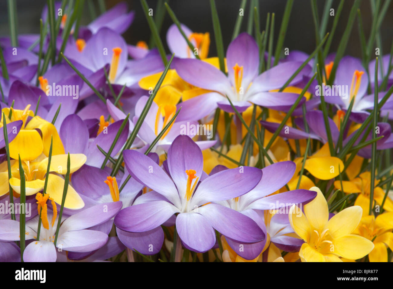 Crocus Sieberi. Sublimis "Tricolor", Pflanzen, Blumen, Norfolk, Großbritannien Stockfoto