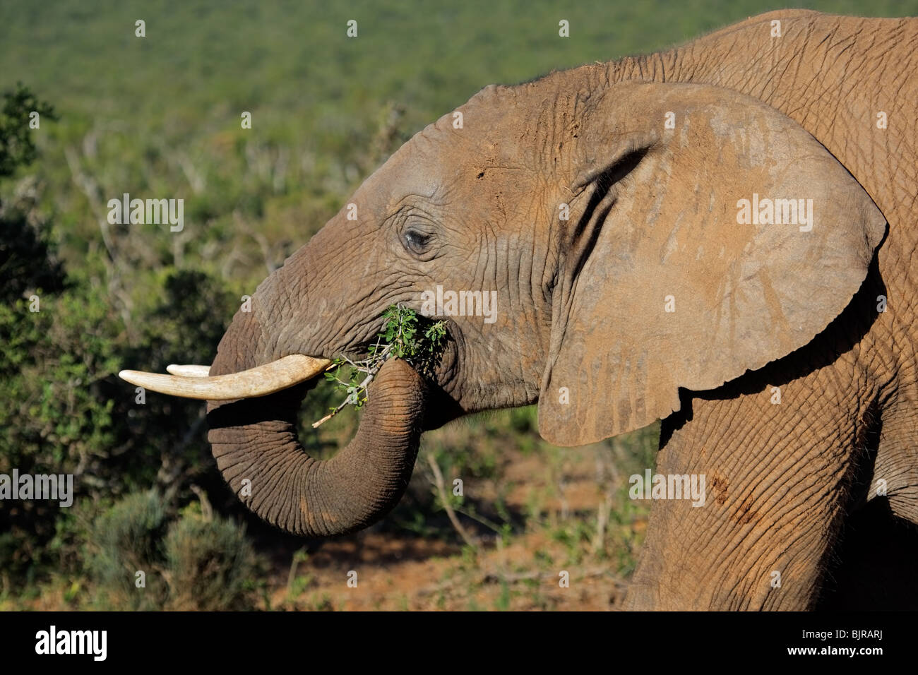 Fütterung afrikanischer Elefant (Loxodonta Africana), Addo Elephant National Park, Südafrika Stockfoto