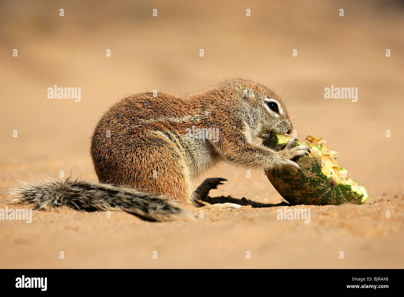 Fütterung Borstenhörnchen (Xerus Inaurus), Kgalagadi Transfrontier Park, Südafrika Stockfoto