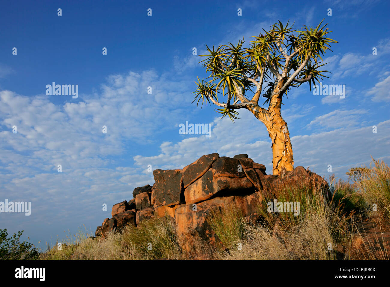 Wüstenlandschaft mit Granitfelsen und einem Köcherbaum (Aloe Dichotoma), Namibia, Südliches Afrika Stockfoto
