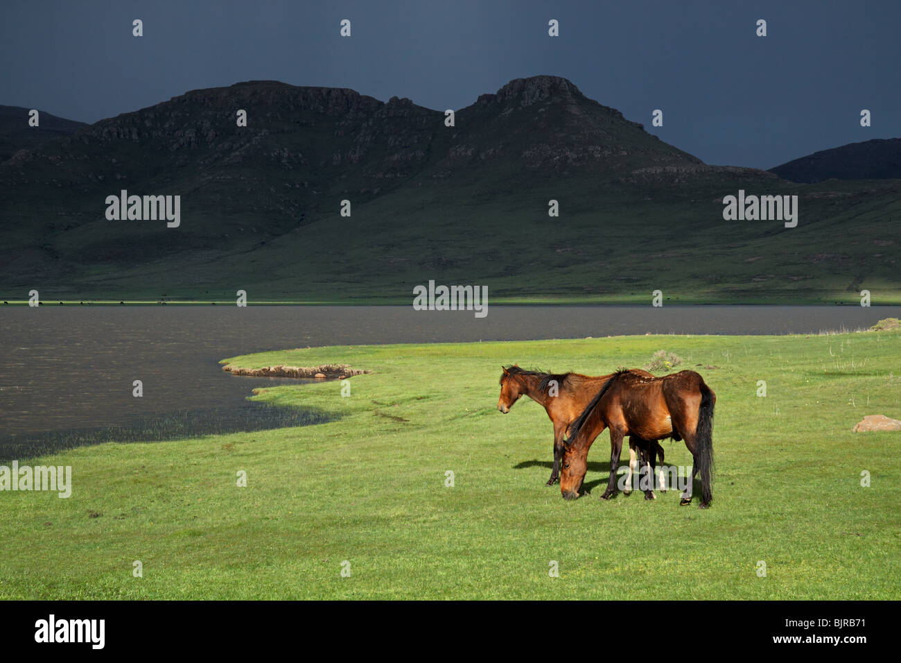 Wildpferde im Hochgebirge Maluti von Lesotho, Südafrika Stockfoto