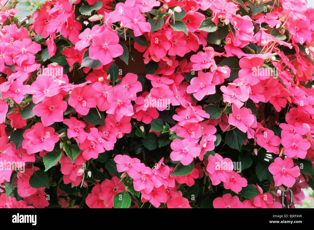 -Neu-Guinea Impatiens Blumen Stockfoto