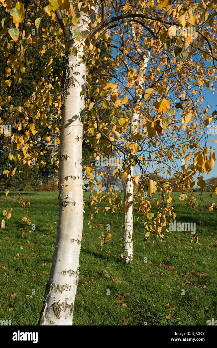 Silver birch Stockfoto