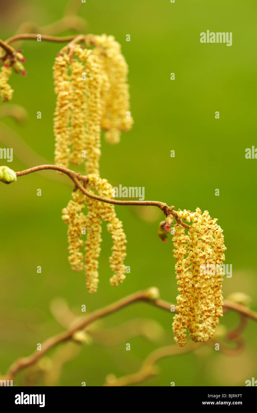 Kätzchen von Corylus Avellana Contorta Hazel Baum Stockfoto