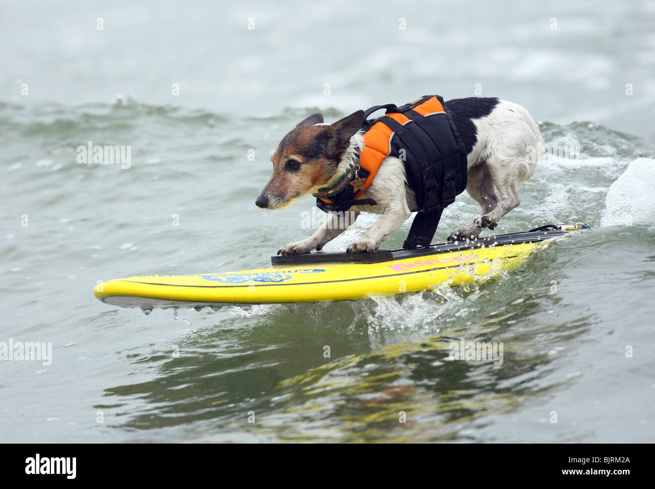 Hunde Surfen 4. ordentlichen LOWES CORONADO BAY RESORT SURFDOG Wettbewerb SAN DIEGO CA USA 20. Juni 2009 Stockfoto