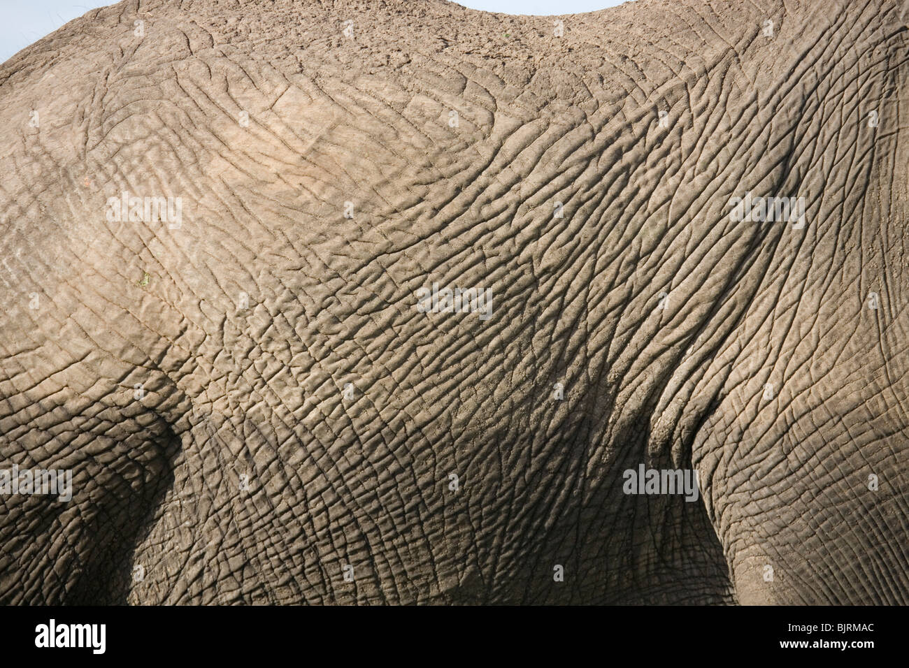 Detail der Elefantenhaut und Flanke in Kenia Stockfoto