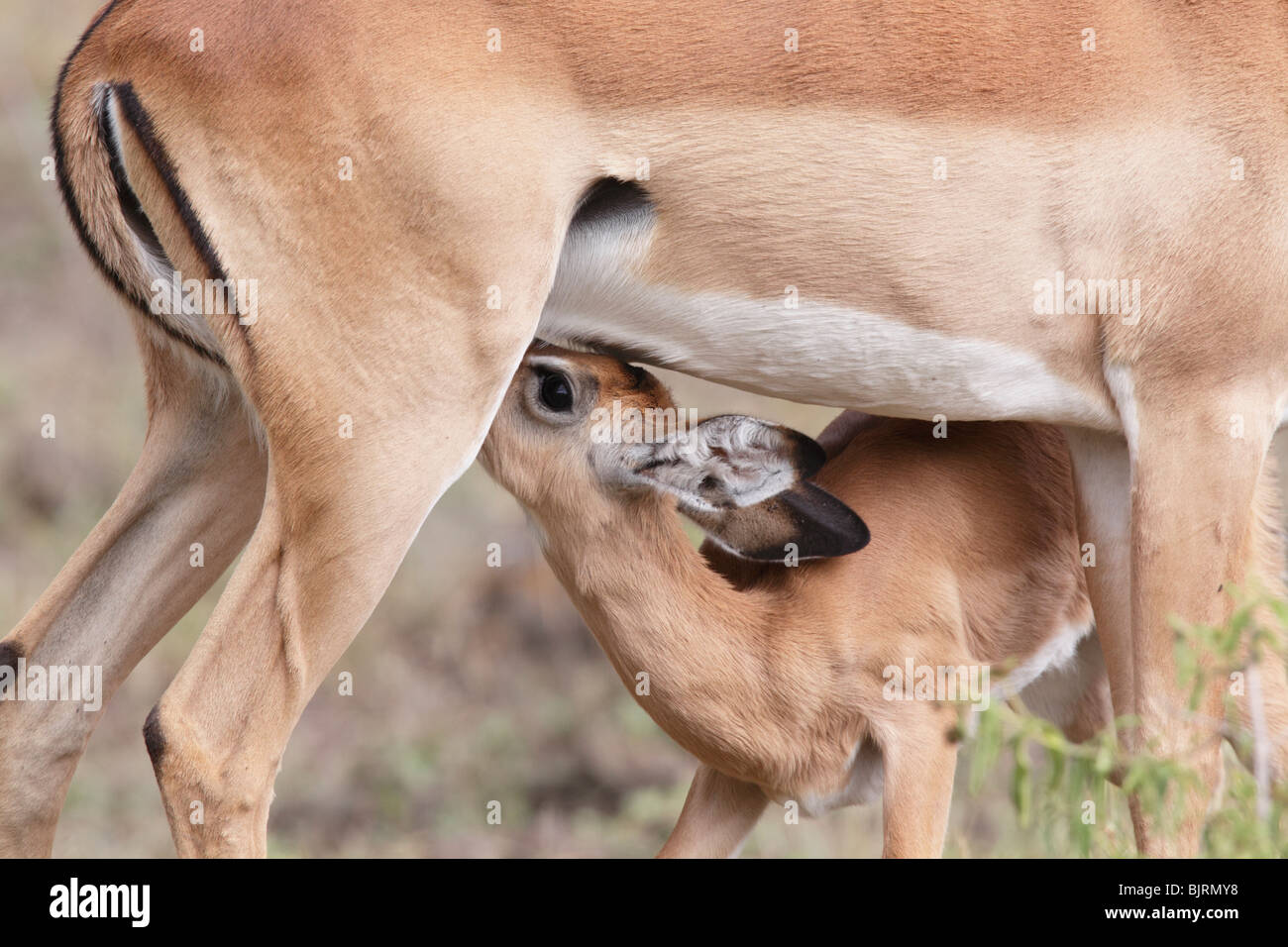 Impala Baby Spanferkel in Nakuru Reserve in Kenia Stockfoto