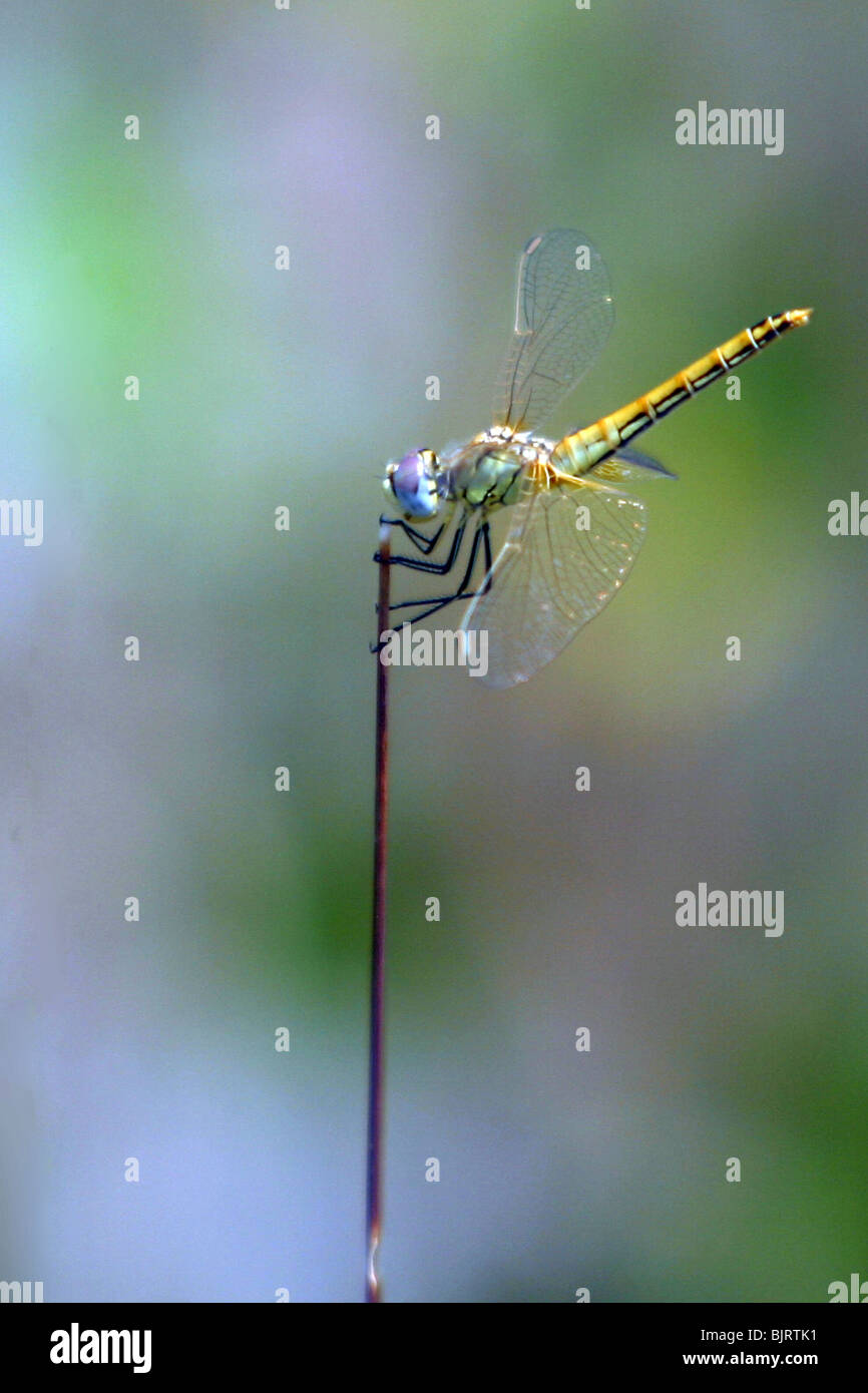 Nahaufnahme einer Libelle Stockfoto