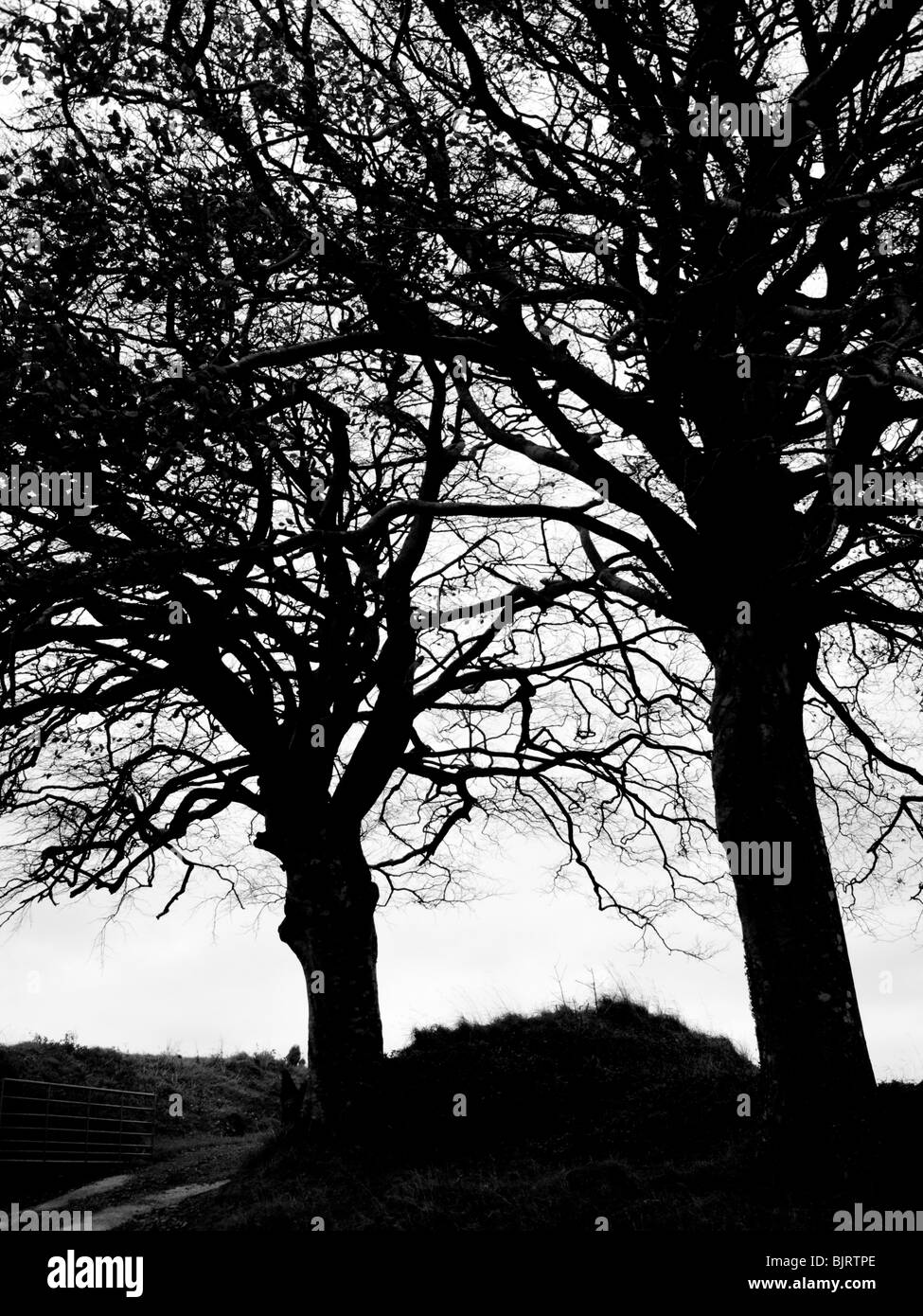 Silouhetted Bäume auf der dunklen Landstraße in Devon, UK Stockfoto
