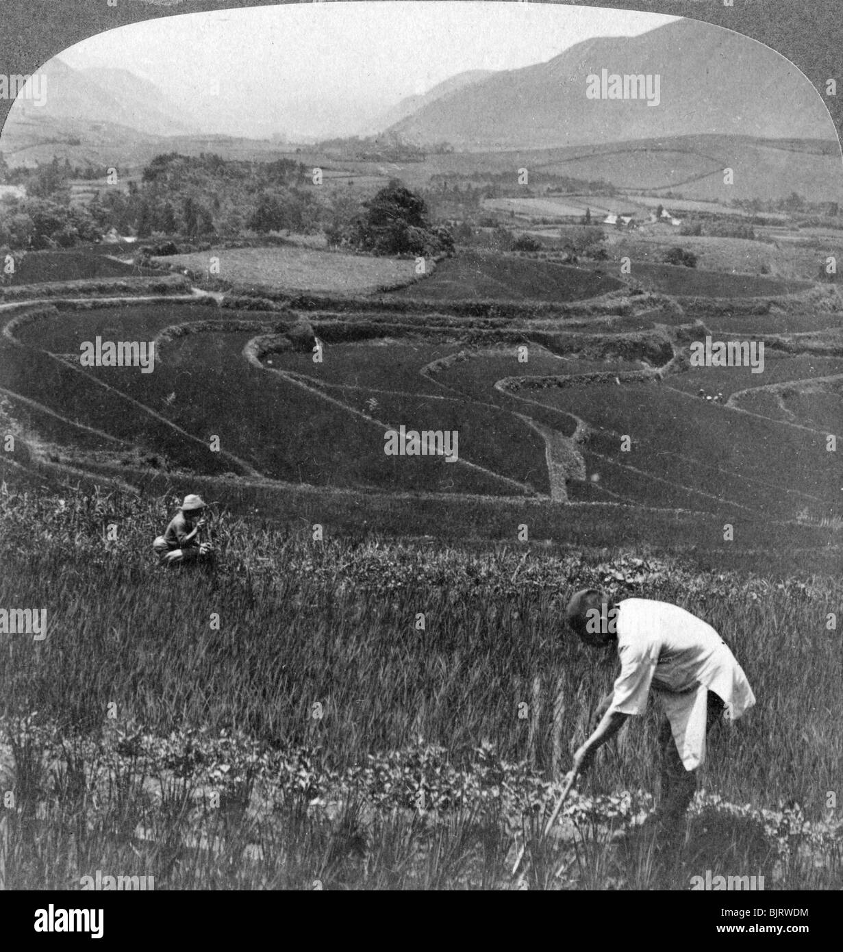 Fruchtbare Reisfelder in der alten Krater des Aso-San, Japan, 1904. Artist: Underwood & Underwood Stockfoto
