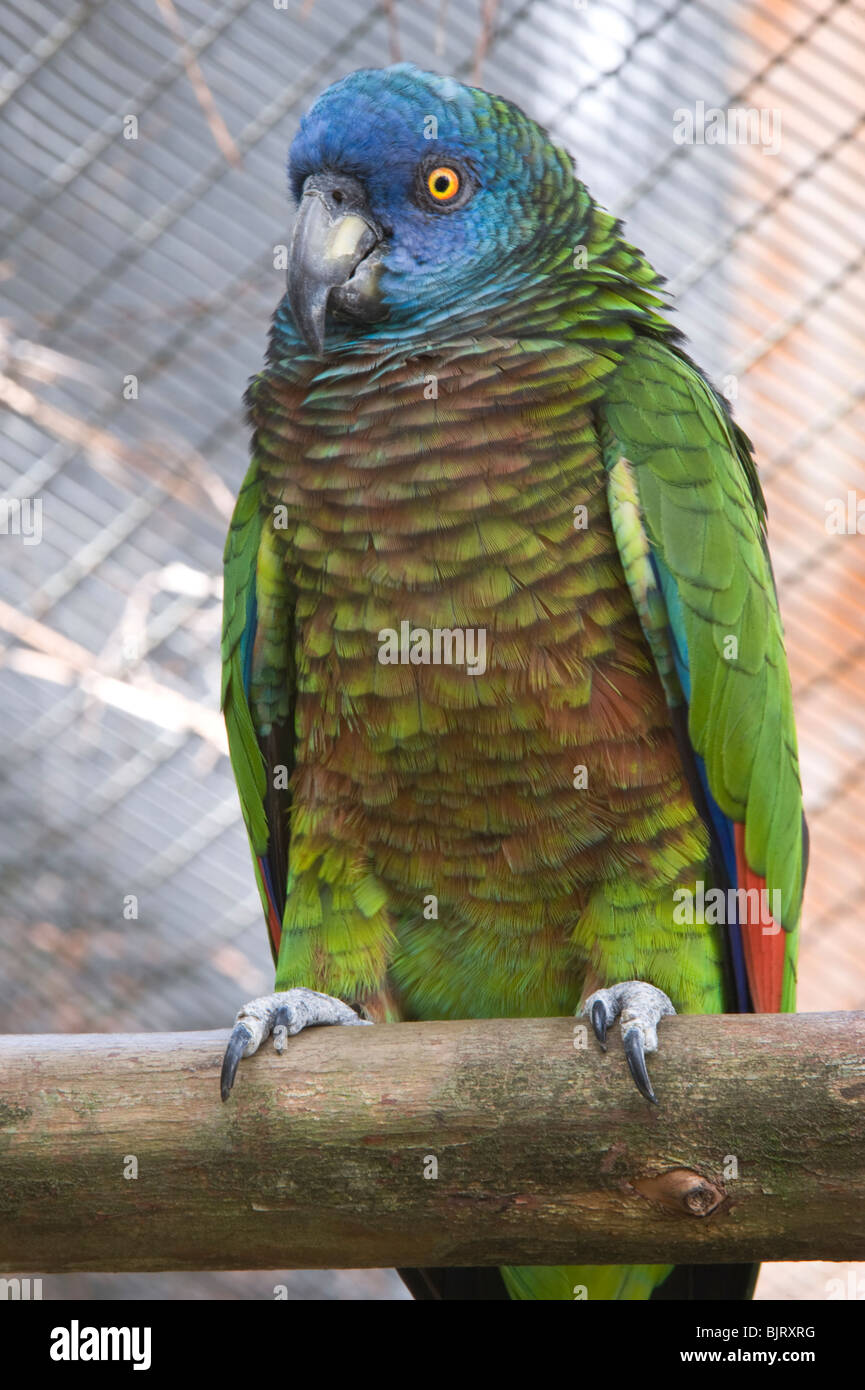 Saint Lucia Papagei (Amazona versicolor) weiblich eine der Personen Brot in Jersey UK und kehrte nach Mini ZOO St. Lucia Stockfoto