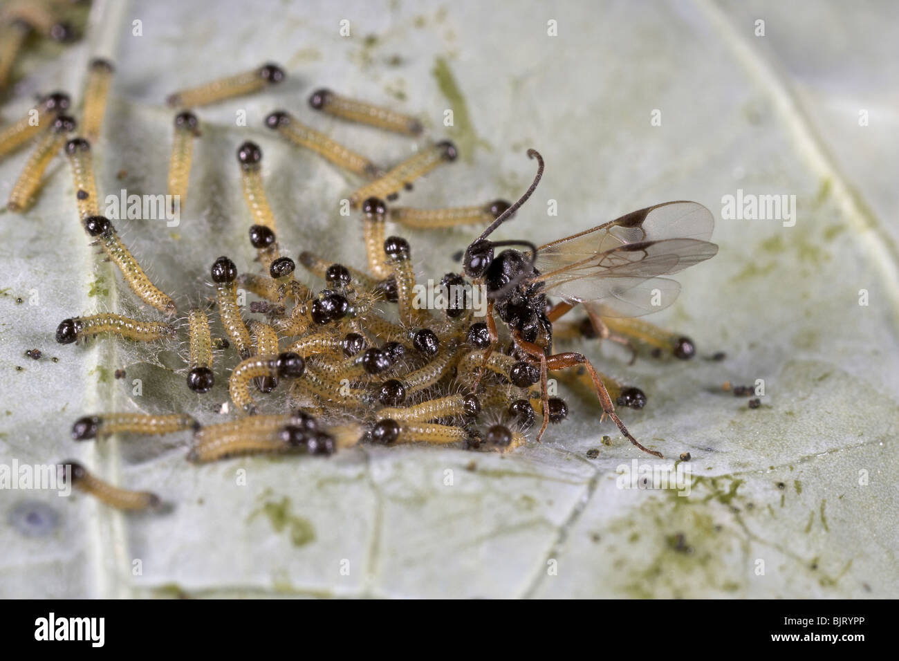 Schlupfwespe Apanteles Cotesia Glomerata Verlegung Eiern auf große weiße Raupen, UK Stockfoto