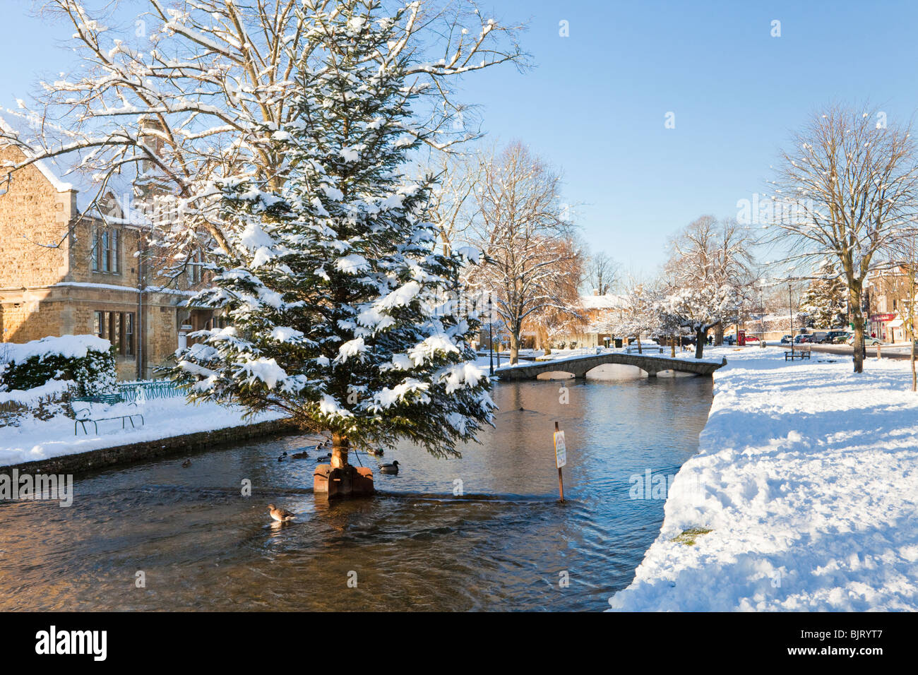 Winterschnee auf dem Weihnachtsbaum im River Windrush im Cotswold Dorf Bourton on the Water, Gloucestershire UK Stockfoto