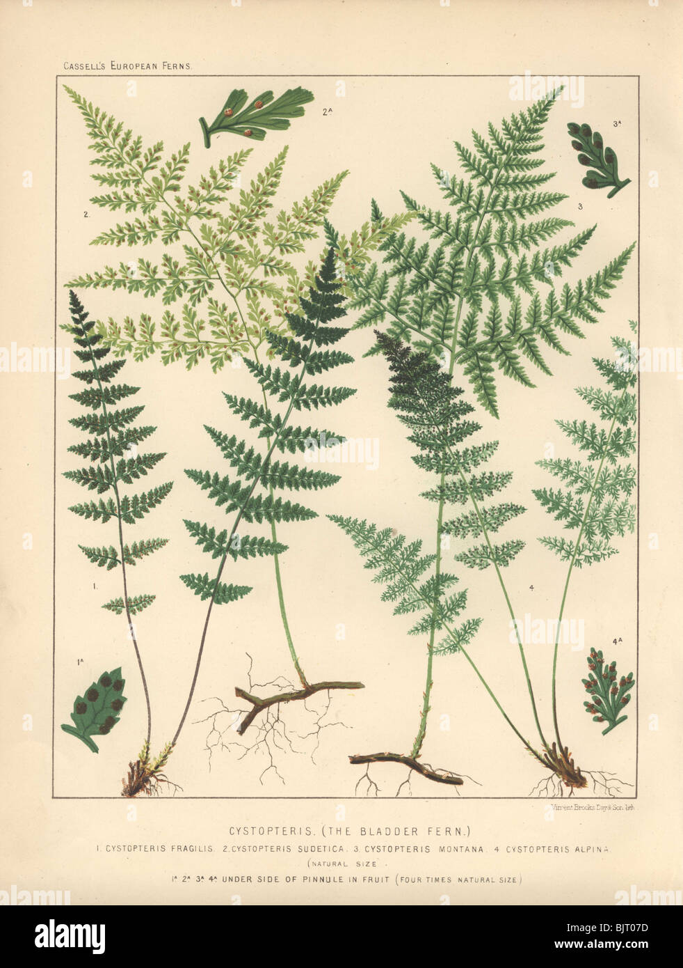 Vier Sorten von Blase Farn (Cystopteris Fragilis, Sudetica, Montana und Alpina). Stockfoto