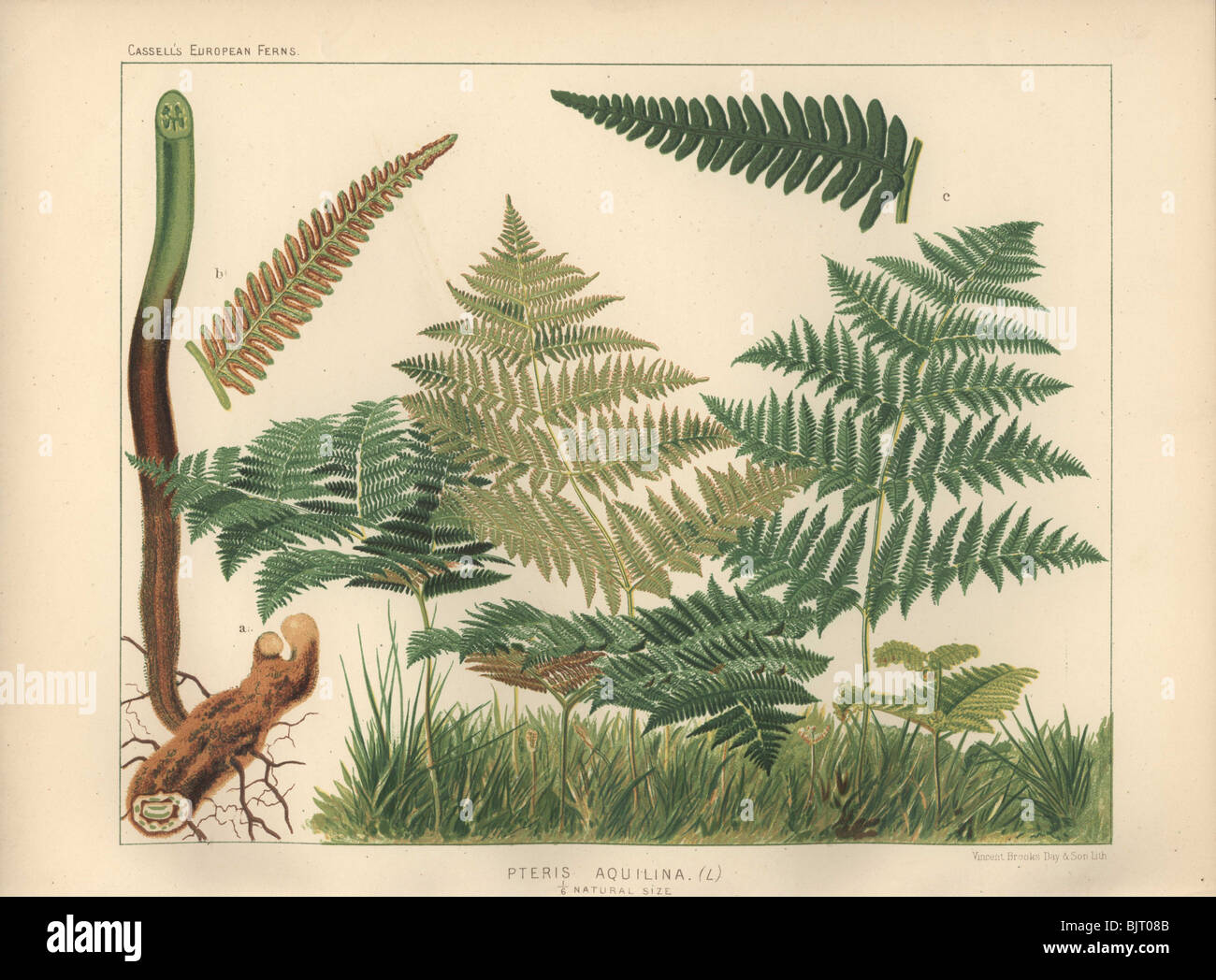 Ein paar Wedel Adler Farn oder Bracken (Pteris Aqualina), mit einer  Nahaufnahme von haarige Rhizom in natrlicher Gre auf der linken Seite  angezeigt Stockfotografie - Alamy