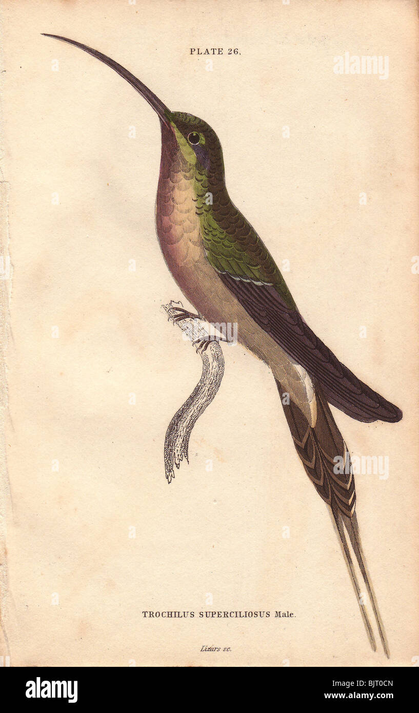 Östliche Longtailed Einsiedler (Phaethornis Superciliosus) hochmütig Kolibri Trochilus Superciliosus (männlich) Stockfoto