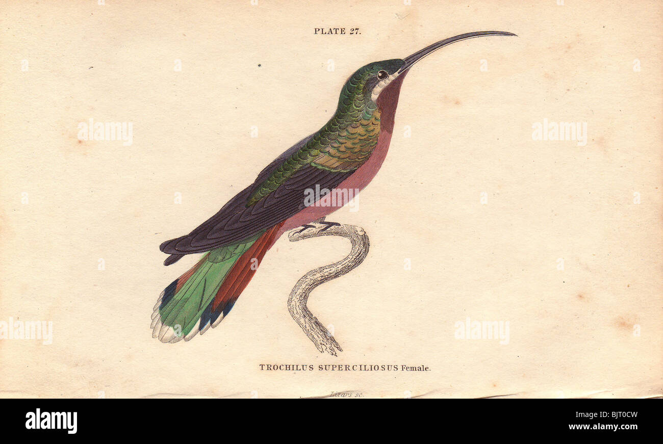 Östlichen longtailed Einsiedler (phaethornis Superciliosus) hochmütig Hummingbird trochilus Superciliosus (weiblich) Stockfoto
