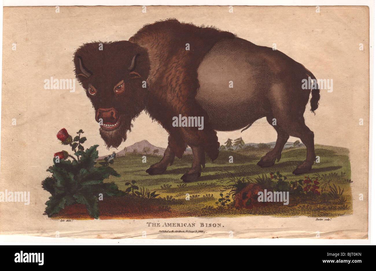 Amerikanische Bison Bison americanus Stockfoto