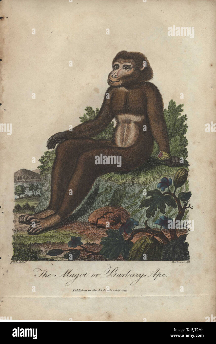 Magot oder Barbary Affe (Macaca Sylvanus) Stockfoto