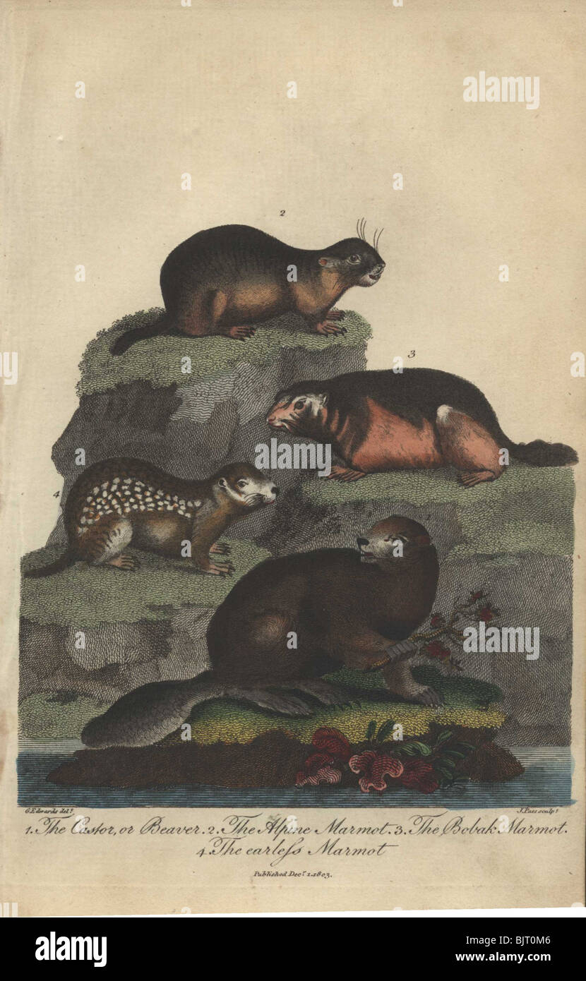 Biber, alpine, Bobak und Thermoregulation Murmeltiere Castor Canadensis, Marmota Marmota Marmota bobak Stockfoto