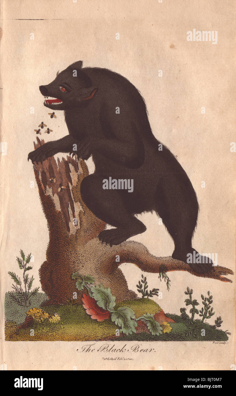 Schwarzbär Ursus americanus Stockfoto