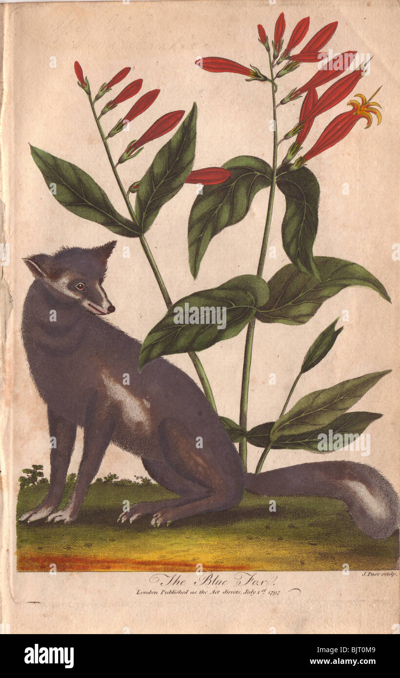 Blue Fox Vulpes lagopus Stockfoto