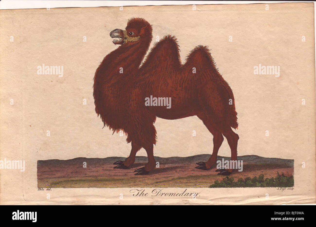 Dromedarkamel Camelus dromedarius Stockfoto