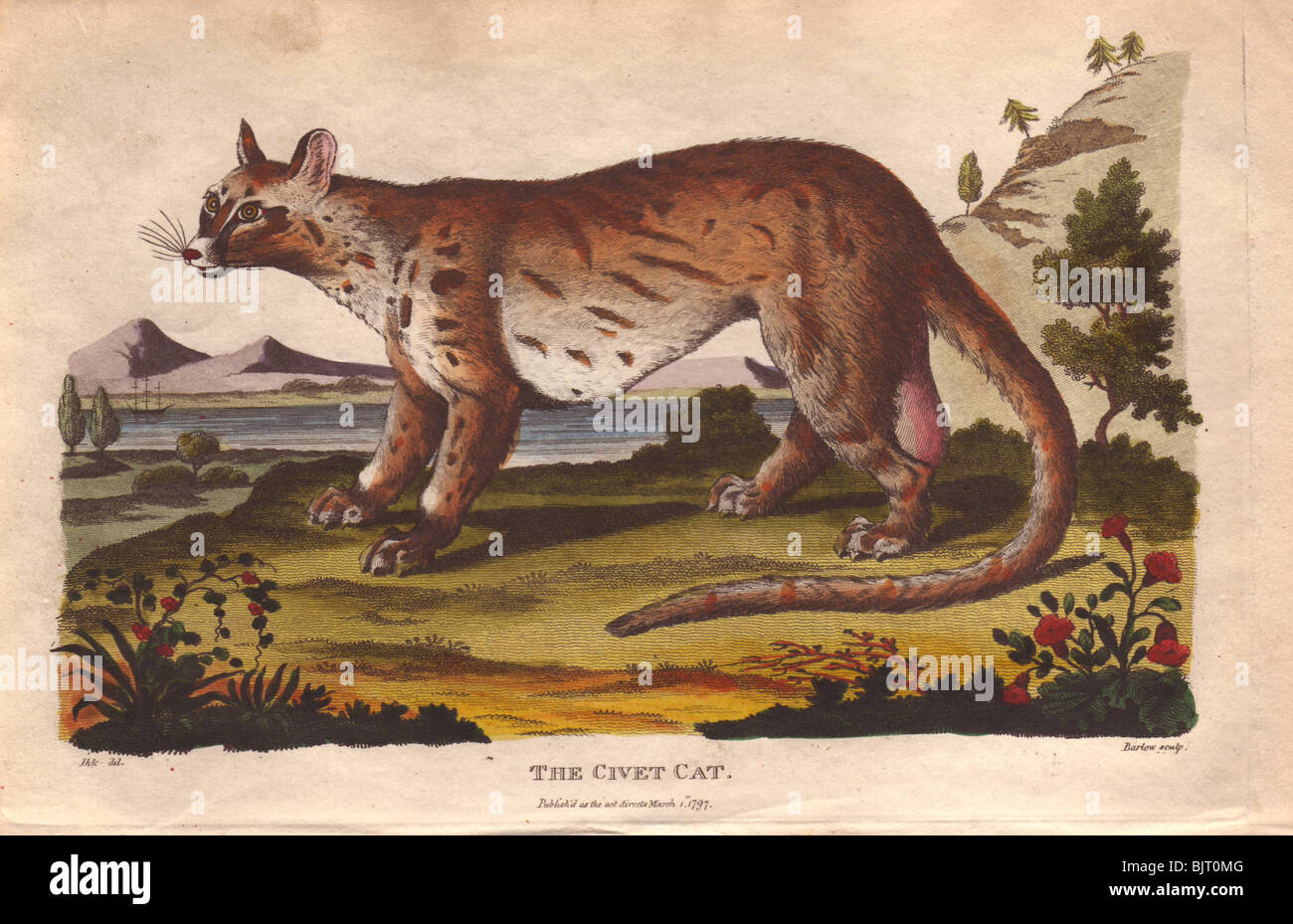 Zibetkatze Civetticus civetta Stockfoto