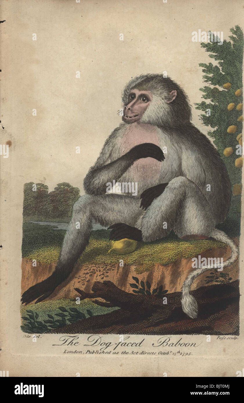 Pavian mit Hundesüchten Papio hamadryas, Papio doguera, Cynocephalus Stockfoto