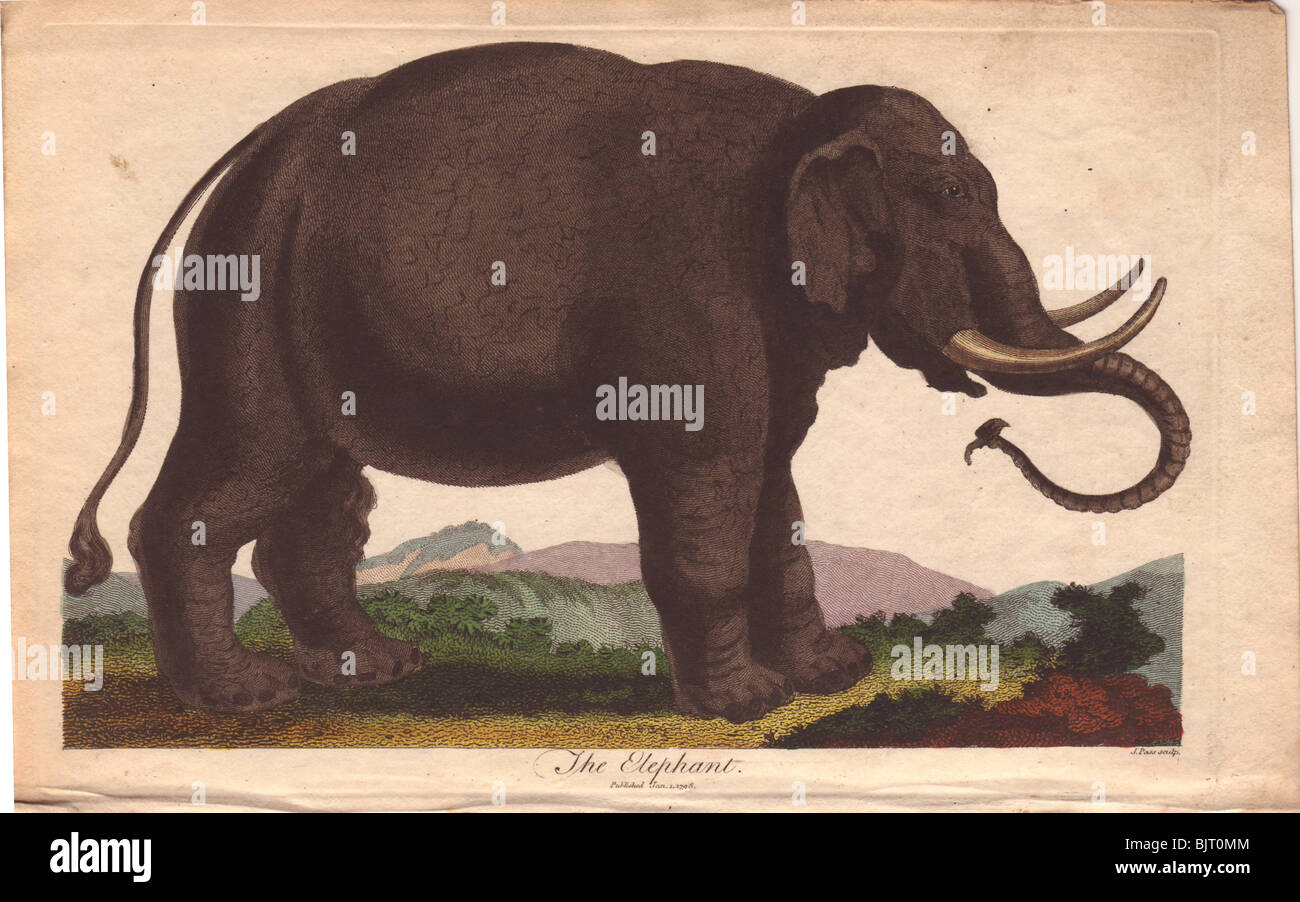 Elefant (Elephas Maximus) Stockfoto