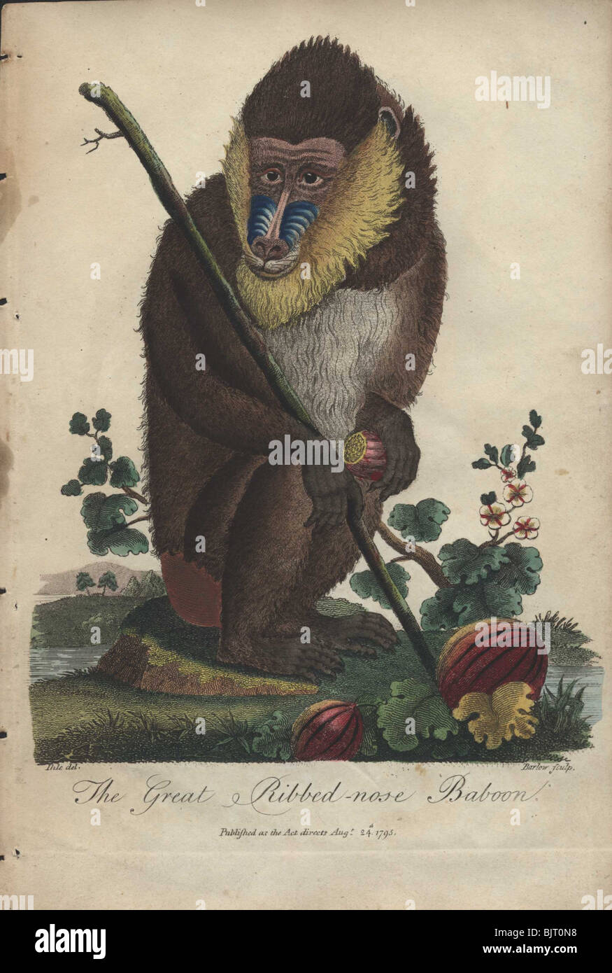 Große gerippte Nase Pavian Mandrillus sphinx Stockfoto