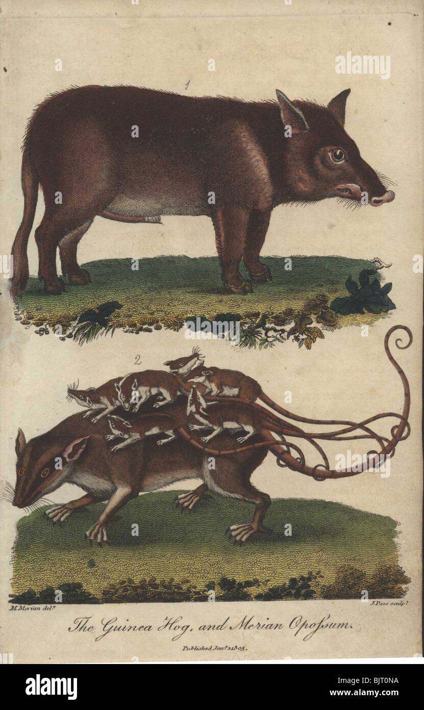 Guinea-Schwein und Merian Opossum Sus Scrofa, Didelphys murina Stockfoto