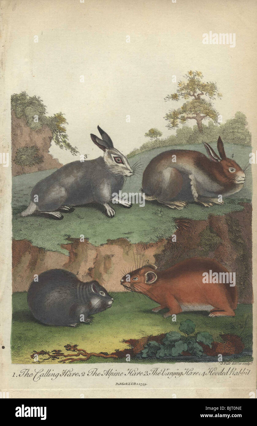 Hasen und Kaninchen Oryctolagus Cuniculus, Lepus Capensis, Lepus timidus Stockfoto