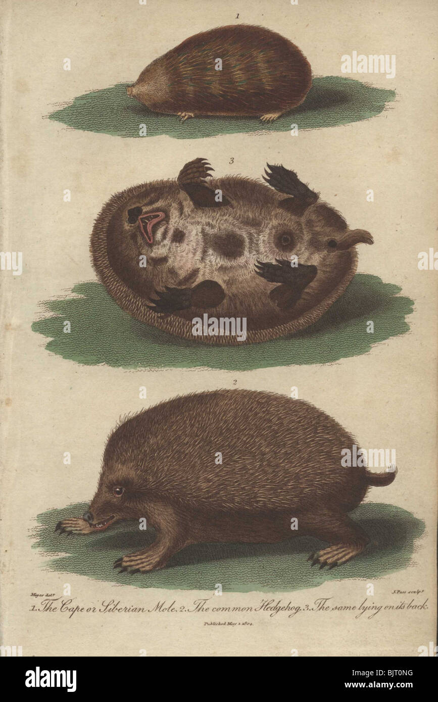 Maulwurf und Igel Erinaceus europaeus, Scapanus townsendii Stockfoto