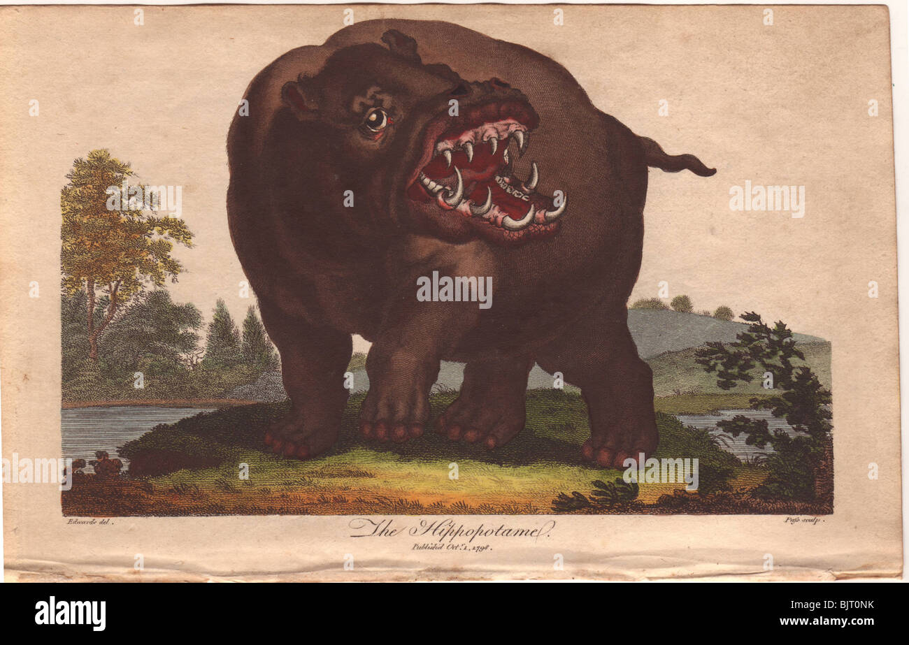 Flusspferd (Hippopotamus Amphibius) Stockfoto