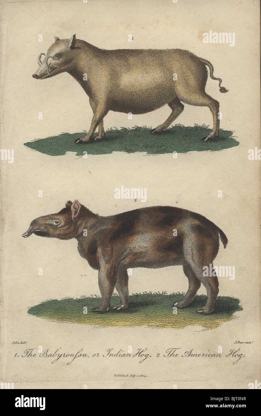 Indische und amerikanische Schweine Babyroussa (Babyrousa babyrussa) und amerikanische Schwein Stockfoto