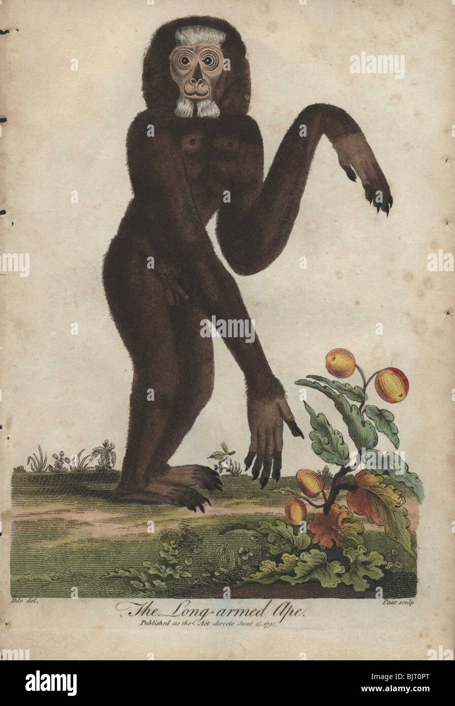 Langarmiger Affe (Hylobate) Stockfoto