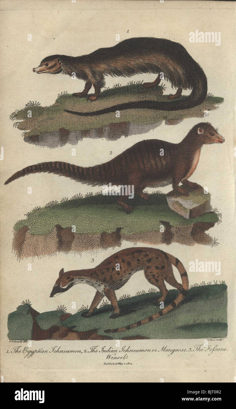 Ägyptische Ichneumon, indische Ichneumon oder Mungo und Fossane Wiesel Herpestes Ichneumon, Herpestes Javanicus, Fossa fossana Stockfoto