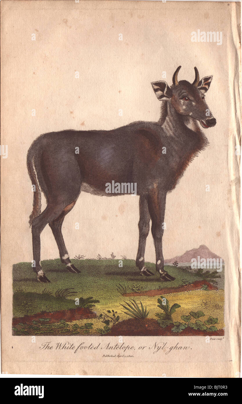 Nilgai (Nylghan) oder Weißfüßige Antilope (Boselaphus tragocamelus) Stockfoto