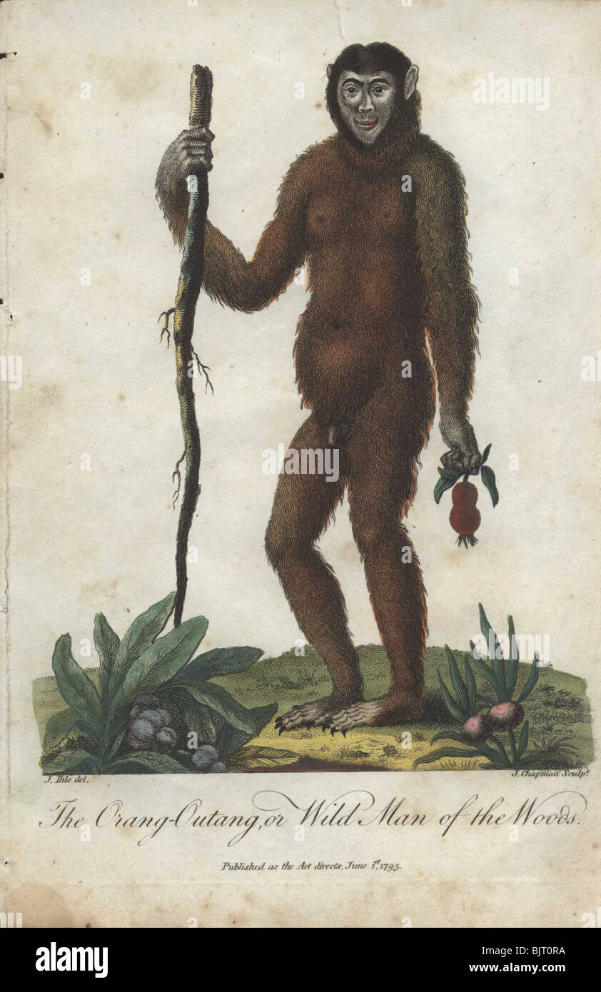 Orang Utan oder wilder Mann des Waldes (Pongo Pygmaeus) hält einen Stock Stockfoto