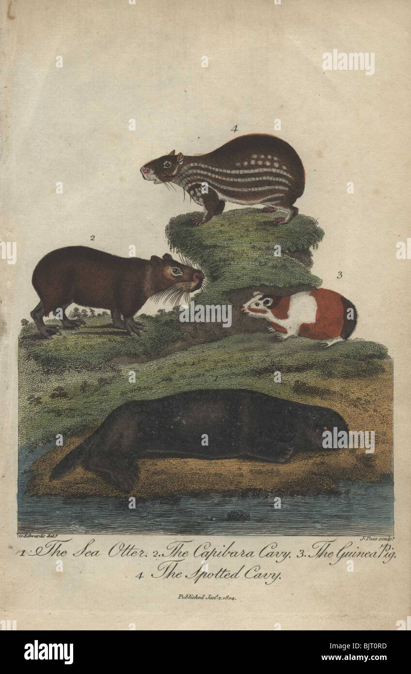 Otter, Capybara, Guineapig und gefleckte Cavia Lutra Lutra, Hydrochaeris Hydrochaeris, Cavia Porcellus, Agouti paca Stockfoto