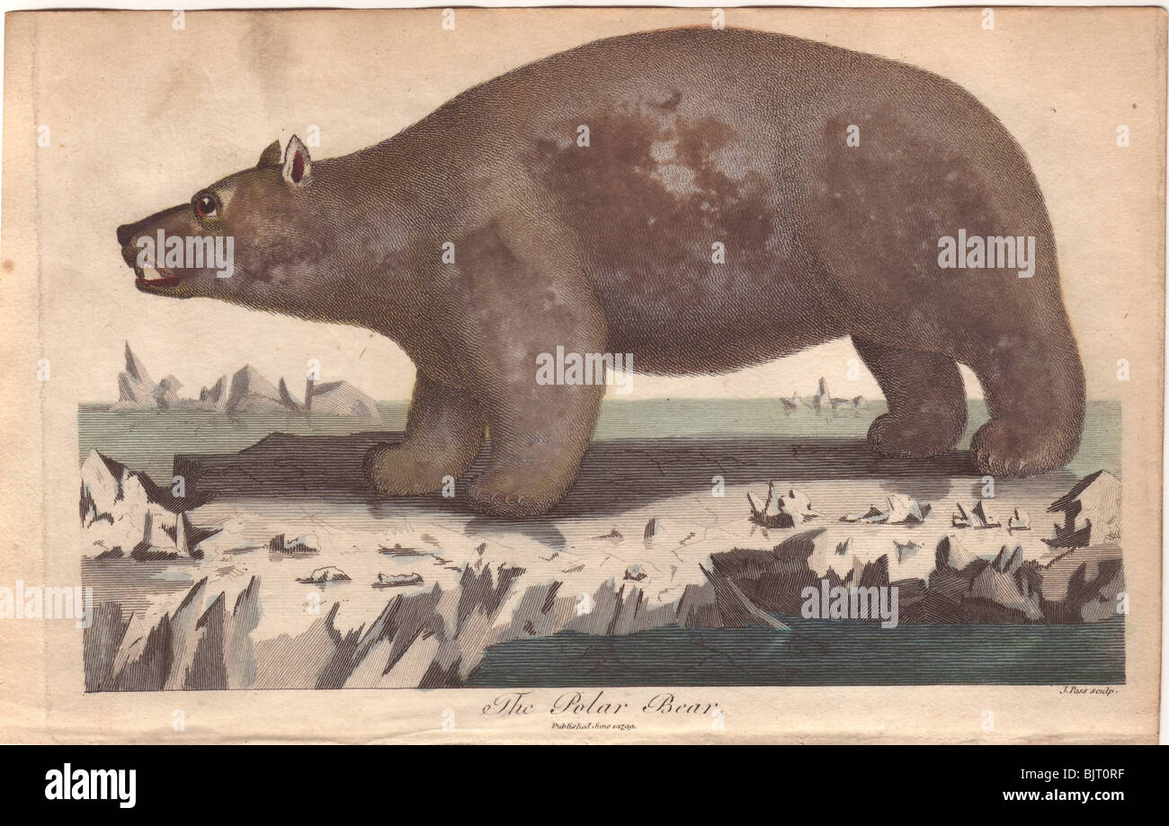 Eisbär Ursus maritimus Stockfoto